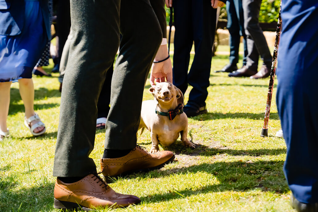 dogs at hertfordshire weddings